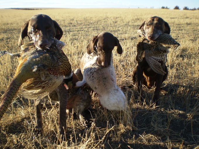 We take our retrieving training very seriously!